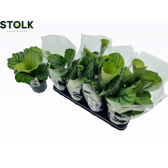 <h4>CALAT ORBIFOLIA</h4>