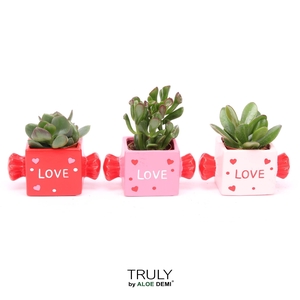 TRULY Crassula, Candy
