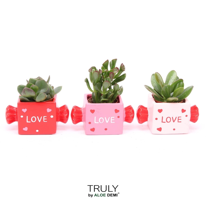 <h4>TRULY Crassula, Candy</h4>