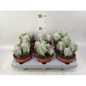 Cactus   ...
