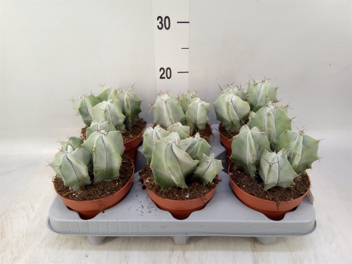 <h4>Cactus   ...</h4>