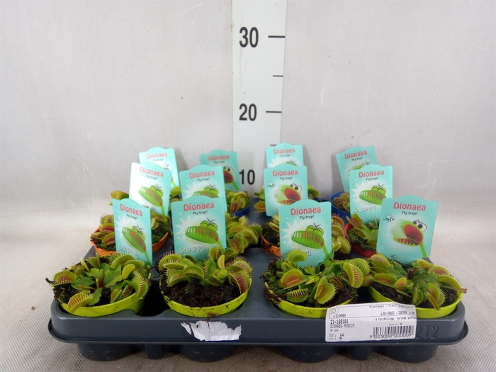 <h4>Dionaea muscipula</h4>