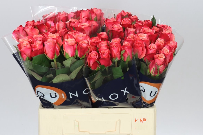 <h4>Rosa Gr Helene</h4>
