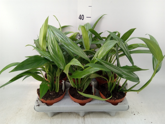<h4>Epipremnum   ...</h4>