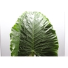 Alocasia Green Xl