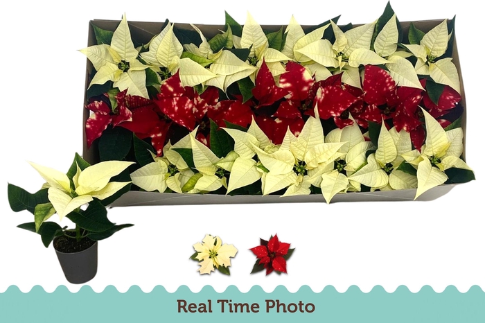 <h4>EUPHOR P GEM</h4>