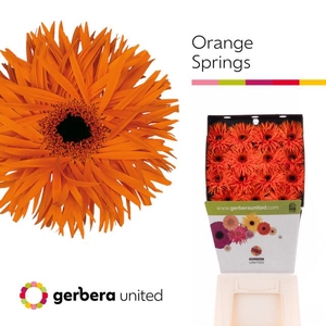 Gerbera diamond orange springs
