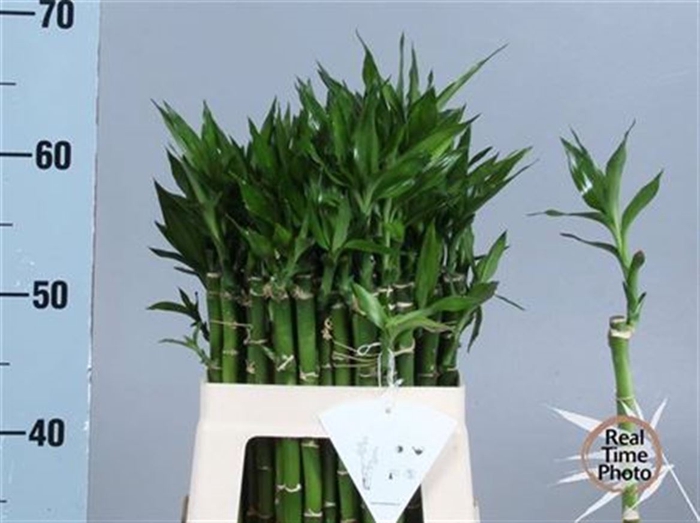 <h4>Drac Lucky Bamboo Recht 50mc</h4>