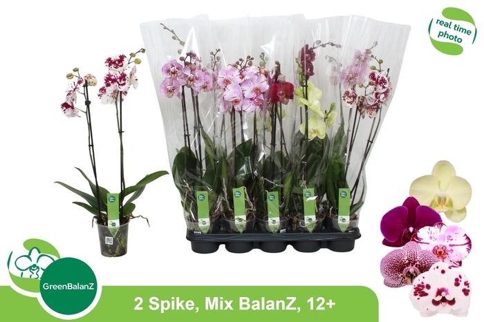 PHAL GEM