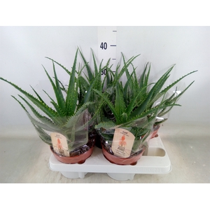 Aloe arborescens