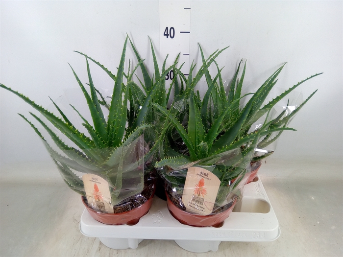 <h4>Aloe arborescens</h4>