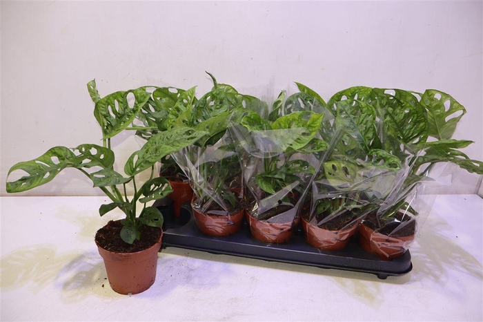 <h4>arr8 Monstera Adansonii</h4>