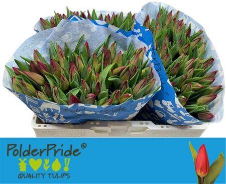 <h4>Tu En Strong Love</h4>