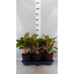 Aglaonema KB   ...