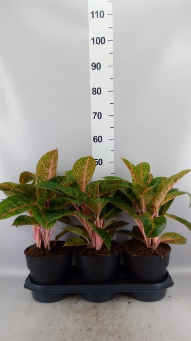 <h4>Aglaonema KB   ...</h4>