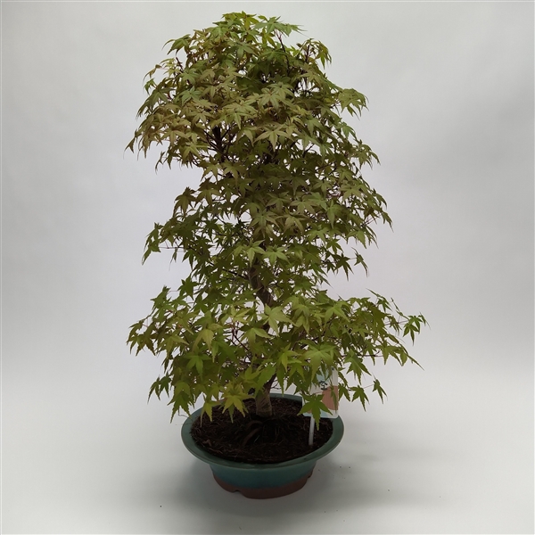 <h4>Acer Deshojo Bonsai 'E33' 26 cm (herkomst: Japan)</h4>