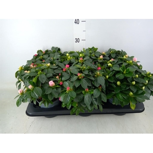 Rhododendron sim.   ...