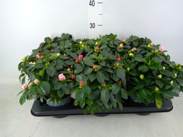 <h4>Rhododendron sim. ...</h4>