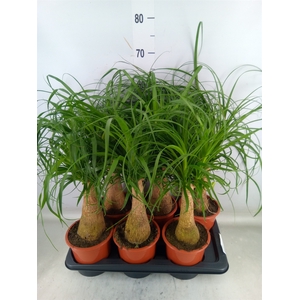 Beaucarnea recurvata