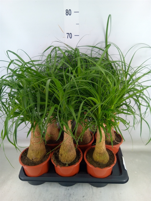 <h4>Beaucarnea recurvata</h4>