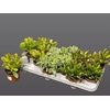 CRASSULA MIX P12