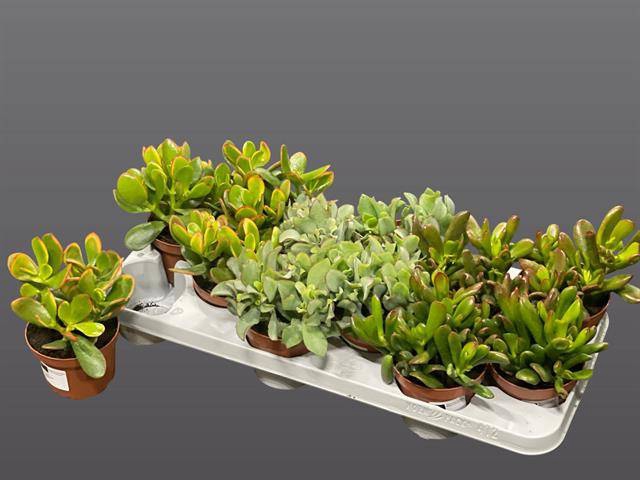 CRASSULA MIX P12