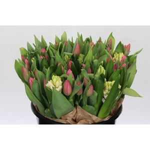 BQ Tulp Roze Hyacinth Wit