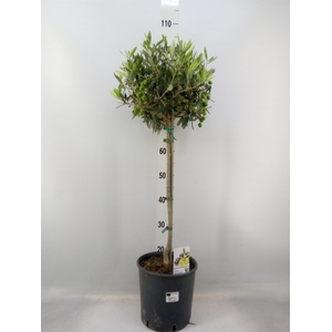 Olea europaea