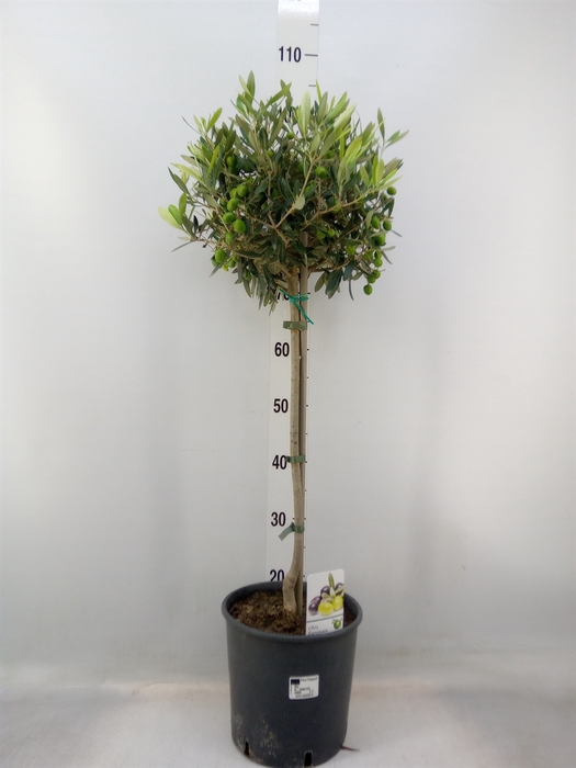 <h4>Olea europaea</h4>