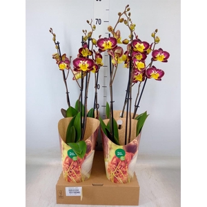 Phalaenopsis   ...yellow