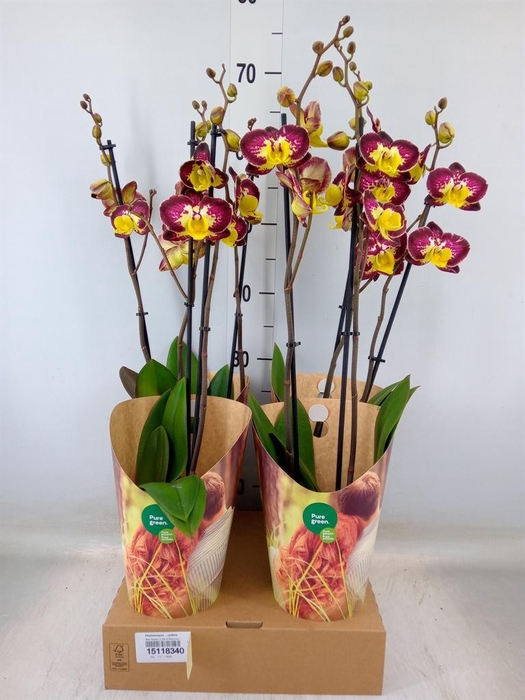 <h4>Phalaenopsis   ...yellow</h4>