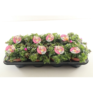 Portulaca Umbraticolata Carnaval