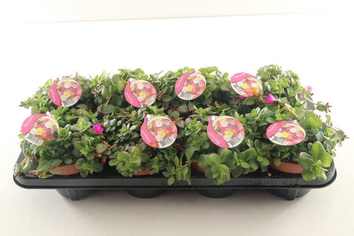 <h4>Portulaca Umbraticolata Carnaval</h4>