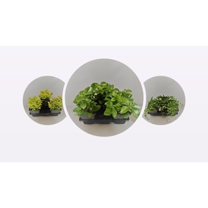 Bodembedekkers in 12-V Tray MIXLAAG