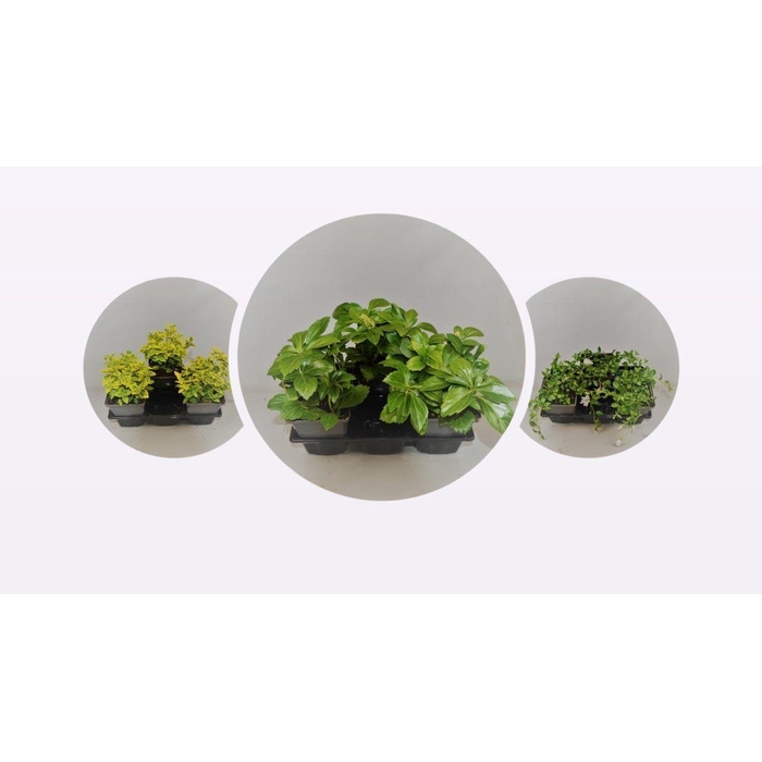 <h4>Bodembedekkers in 12-V Tray MIXLAAG</h4>