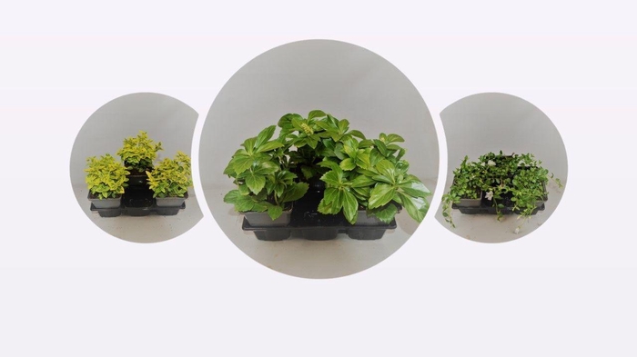 Bodembedekkers in 12-V Tray MIXLAAG