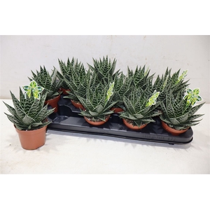 Aloe Tiki Tahi