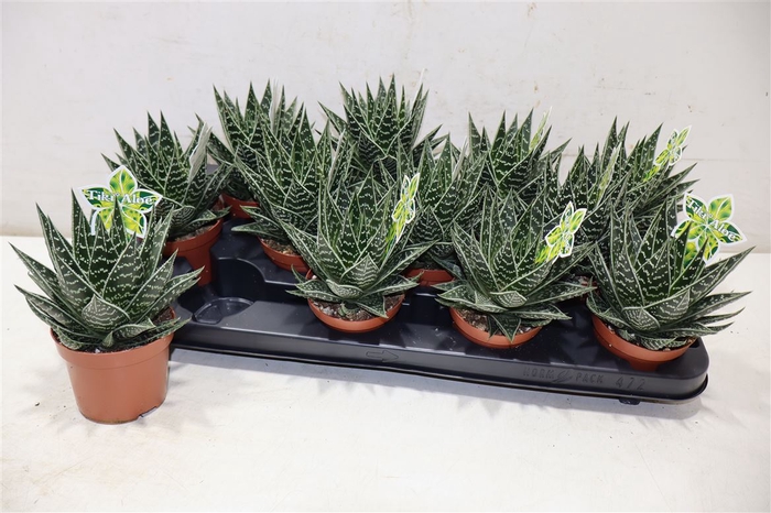 <h4>Aloe Tiki Tahi</h4>