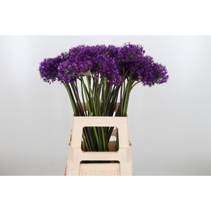 Allium Purper Sensation
