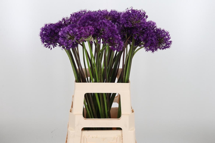 <h4>Allium Purper Sensation</h4>