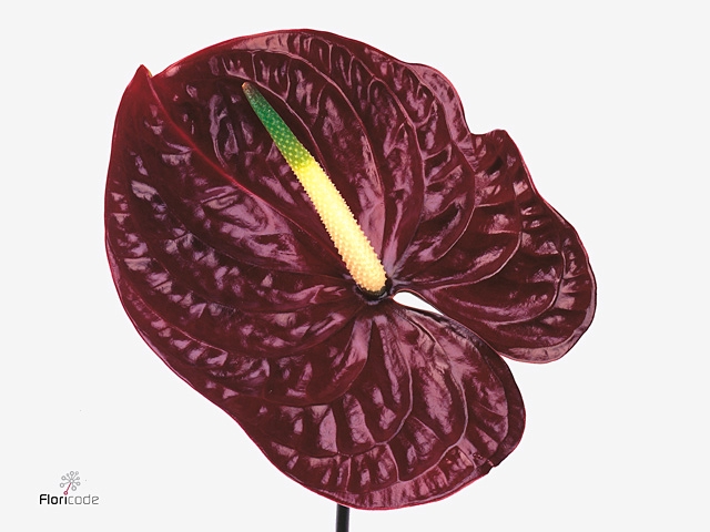 Anthurium Tropic Night