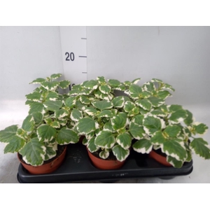 Plectranthus   ...