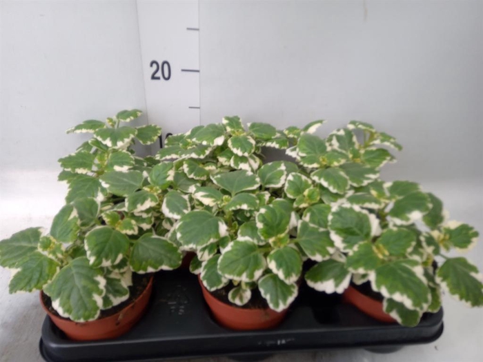 <h4>Plectranthus   ...</h4>