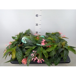Begonia BD 'Double Dot'