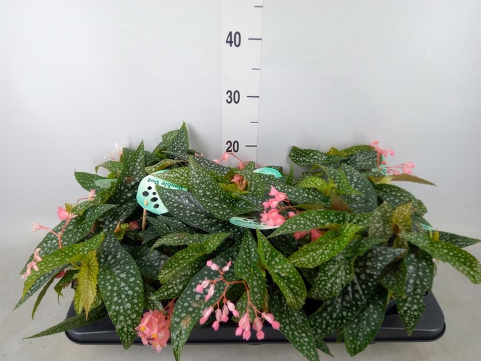 <h4>Begonia BD 'Double Dot'</h4>