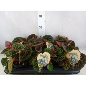 Begonia BD ferox