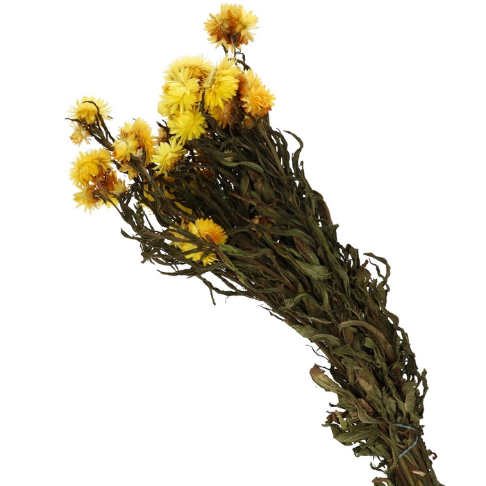 Dried flowers Helichrysum 40-60cm