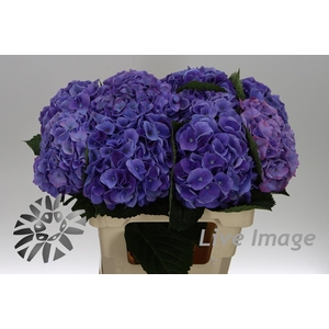 Hydrangea my beautiful riviera