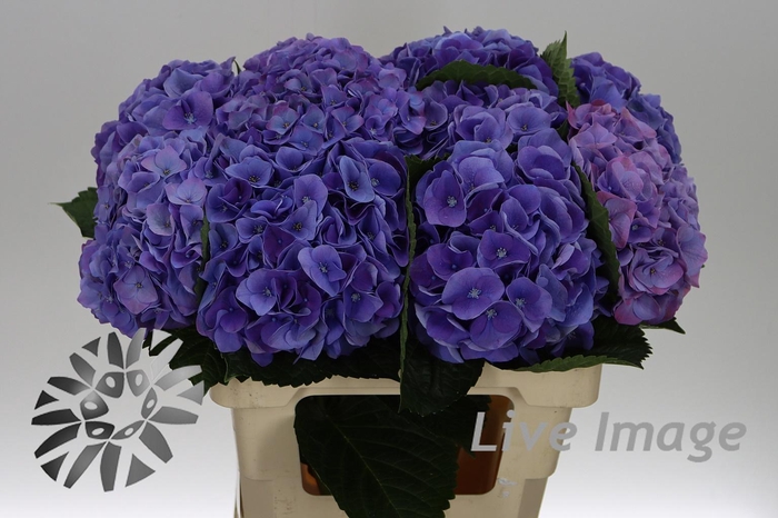 <h4>Hydrangea my beautiful riviera</h4>