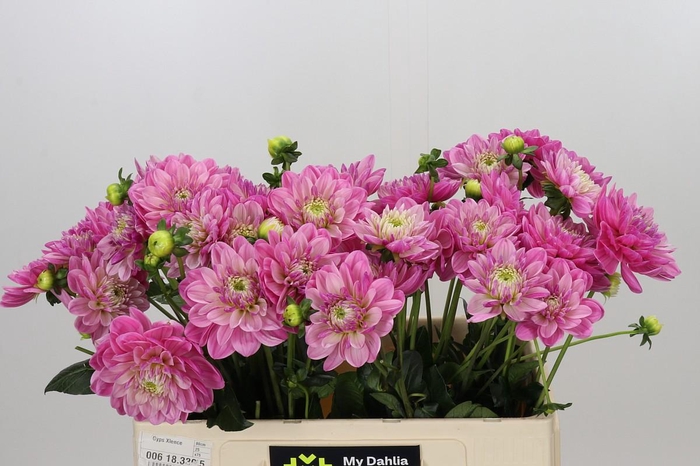 Dahlia Annamarie